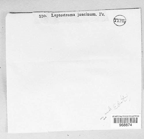 Leptostroma juncinum image